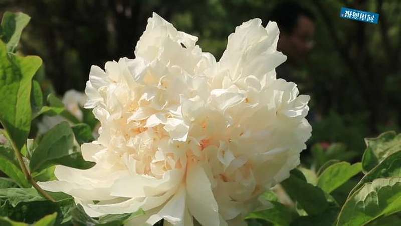 “花王”姚黄长啥样?,家居,园艺,好看视频