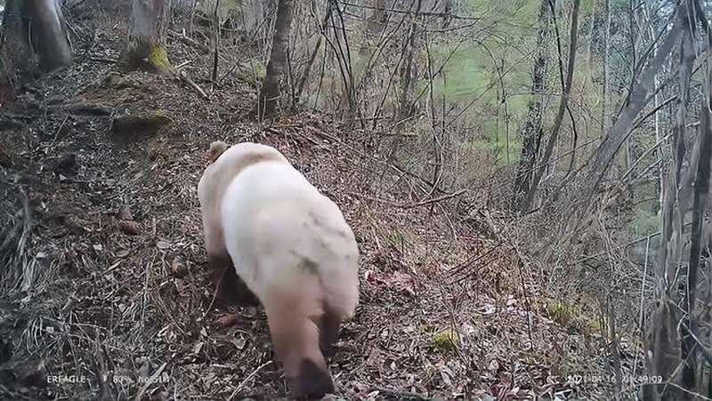 陕西再现野生棕色大熊猫