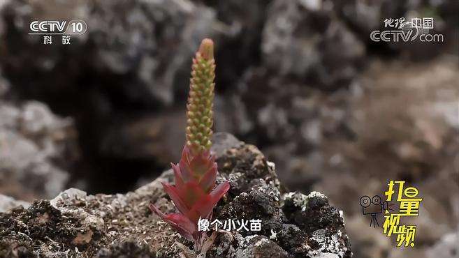 [图]形似小火苗的植物-钝叶瓦松，对环境要求极为苛刻｜地理·中国