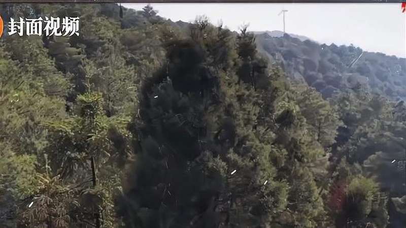 粵去年人工造林七千二公頃