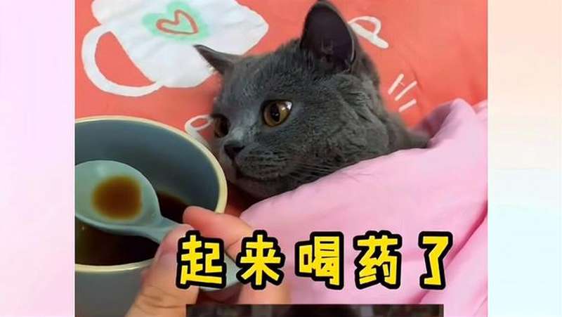 猫咪也会成为喝药的大郎,好伤心,搞笑,萌宠,好看视频