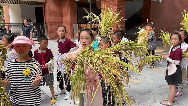 [图]开学季｜别人的学校！小学开学课后打谷子，体验粮食来之不易