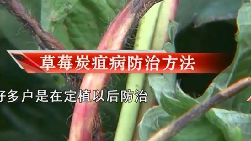 农博士草莓炭疽病防治方法
