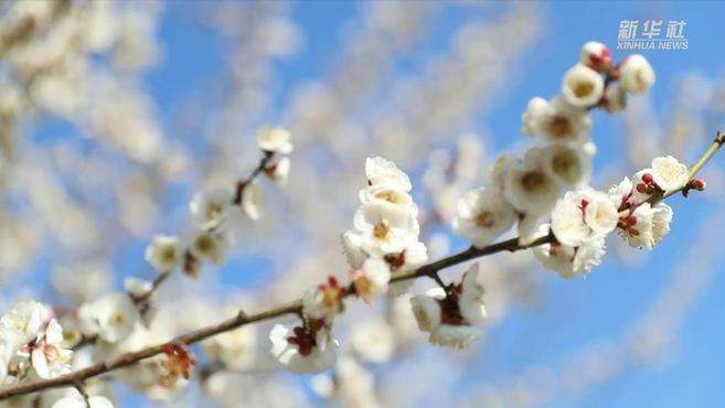 [图]河北沙河：繁华似锦 满目春光