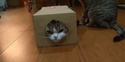 准备一个盒子,就能让猫不来打扰你!
