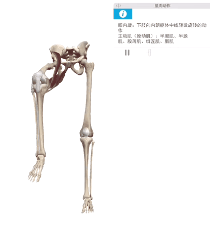 2. 膝关节处下肢的屈曲(解锁膝关节)