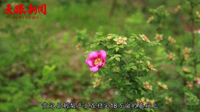 [图]贵定：刺梨花开漫山野 累累“金果”待丰收