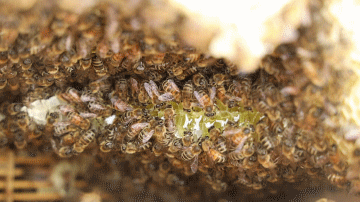 蜜蜂采蜜的过程,蜜蜂是怎么采蜜的?