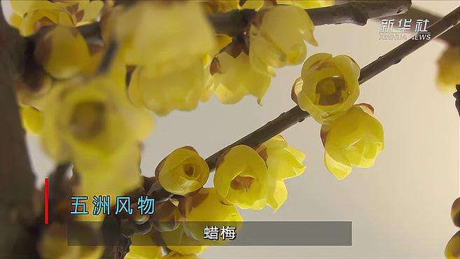 [图]五洲风物 蜡梅