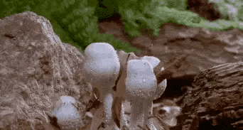 长虫蛋蘑菇图片