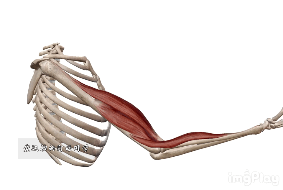 肩肱节律动图图片