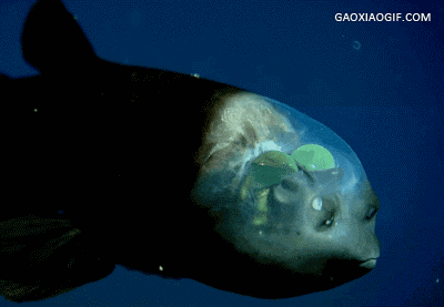 头部透明的奇特深海鱼类——大鳍后肛鱼