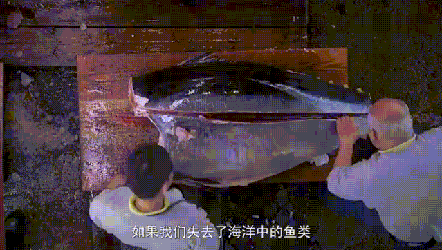 日本海豚湾血流成河,这部奥斯卡纪录片《海豚湾》揭秘背后的秘密