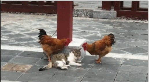 两只鸡悄悄走近猫,一个啄头一个啄眼,猫:请注意你们的行为举止