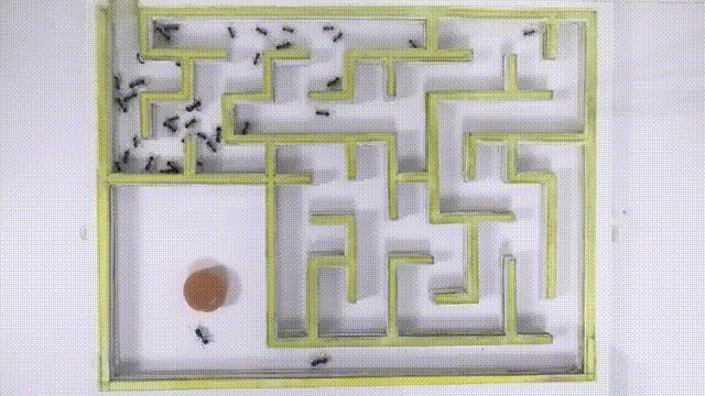 当然也可以放一群蚂蚁一起走迷宫,顺便观察观察是哪只聪明的蚂蚁先
