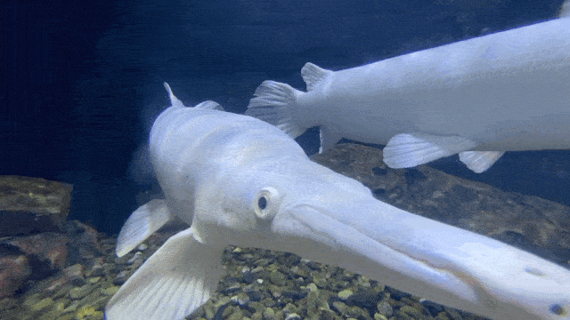 卡尔海洋世界海洋科普:白化雀鳝——世界十大凶猛淡水鱼类之一
