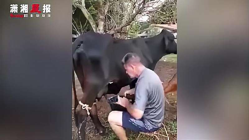 母牛后脚踢翻"奶桶,女主人笑声太魔性了,搞笑,萌宠,好看视频
