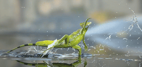 耶稣蜥蜴为什么能在水面奔跑?人类能否学会这门"轻功"?