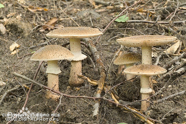 独家整合|鉴菇达人上线!教你怎样辨别毒蘑菇,别再上它的当