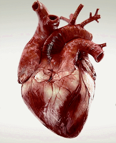 心脏真实照片医学图片
