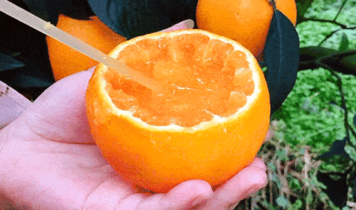 爱媛38果冻橙和红美人是一个品种吗?价格差了两倍,两