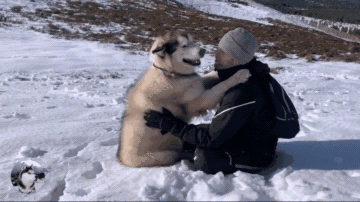 听说狗子也很喜欢下雪?一下雪就玩的像个憨憨