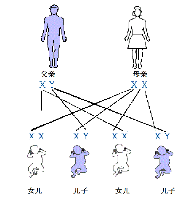 染色体图 女孩图片