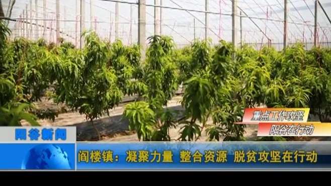 [图]阎楼镇：凝聚力量，整合资源，脱贫攻坚在行动