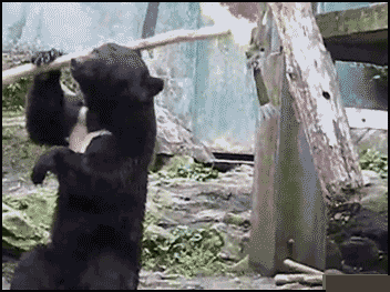 这黑熊成精了吧!耍棍居然比猴哥玩得还溜,真是牛逼的不得了!